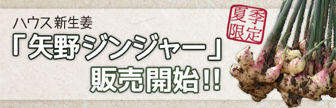 矢野ジンジャートップバナー